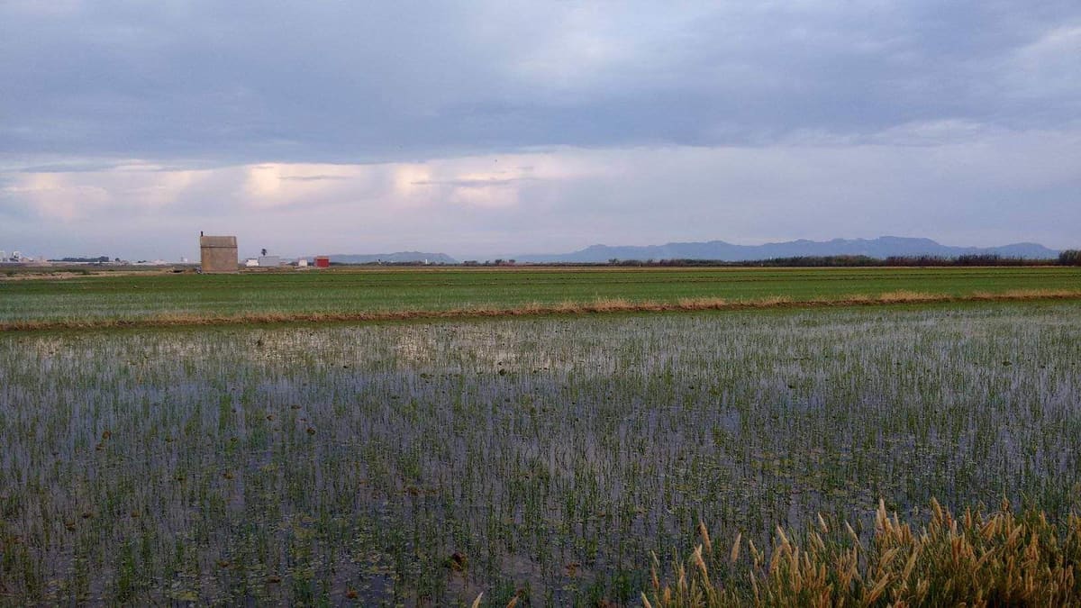Campos de arroz inundados en primavera - Albufera de Valencia