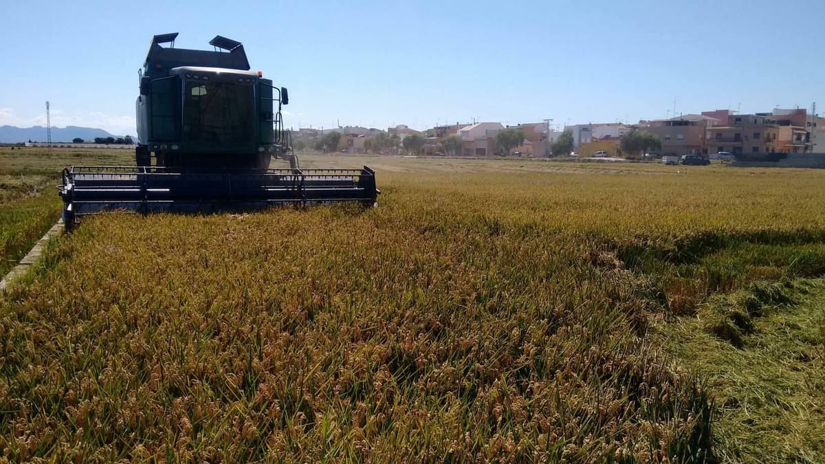 Cosecha del arroz en la Albufera de Valencia
