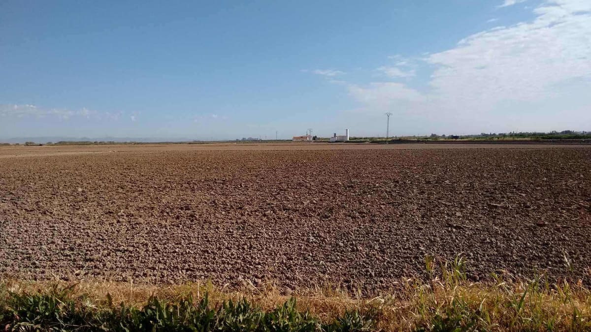 Preparación de los campos de arroz en la Albufera de Valencia