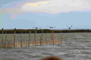 Aves en la Albufera